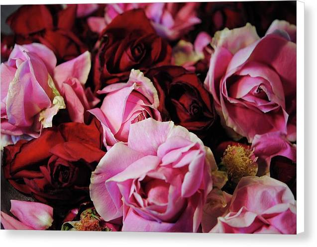 Pink and Red Roseheads - Canvas Print