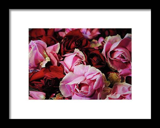 Pink and Red Roseheads - Framed Print