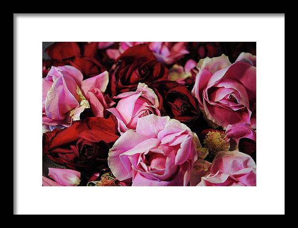Pink and Red Roseheads - Framed Print