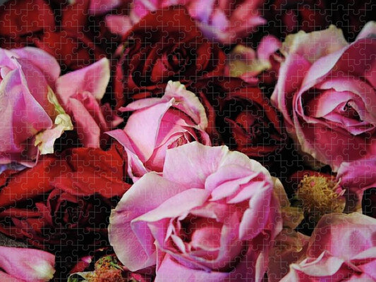 Pink and Red Roseheads - Puzzle