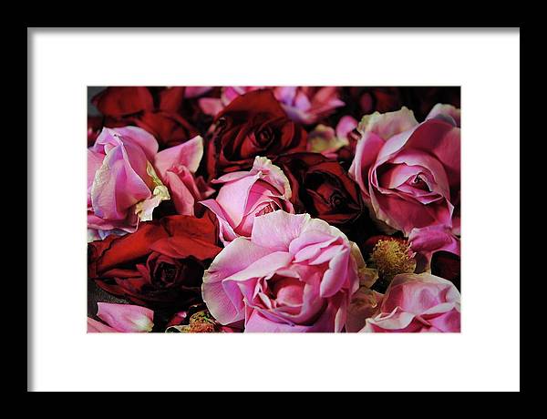 Pink and Red Roseheads - Framed Print