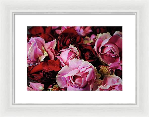 Pink and Red Roseheads - Framed Print