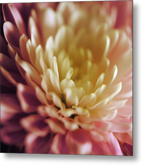 Pink and White Flower - Metal Print