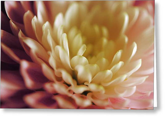 Pink and White Flower - Greeting Card