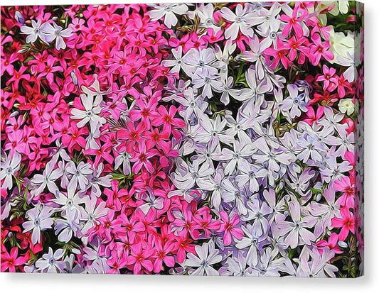 Pink and White Phlox - Canvas Print