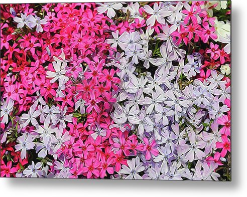 Pink and White Phlox - Metal Print