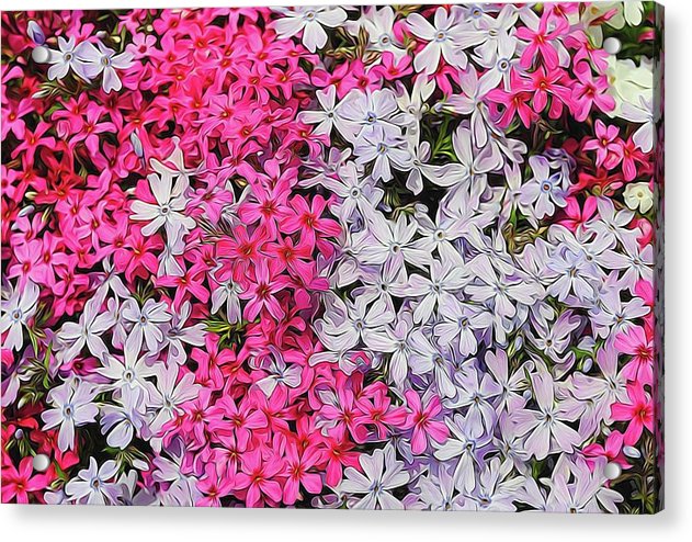 Pink and White Phlox - Acrylic Print