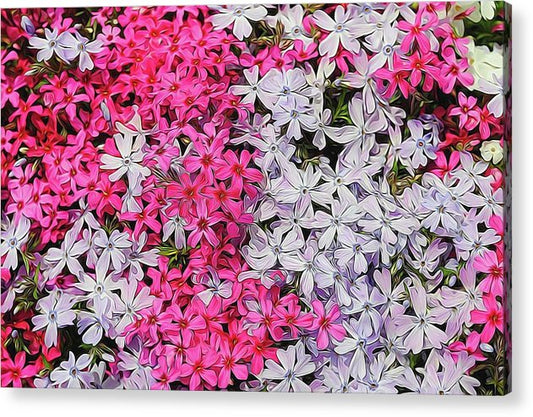 Pink and White Phlox - Acrylic Print