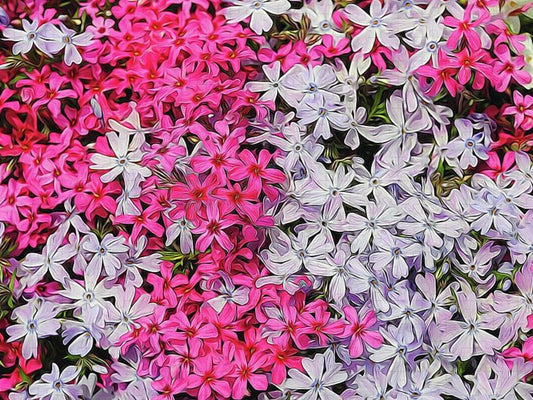 Pink and White Phlox - Puzzle