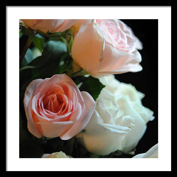 Pink and White Roses Bouquet - Framed Print