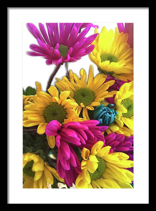 Pink and Yellow Daisies - Framed Print