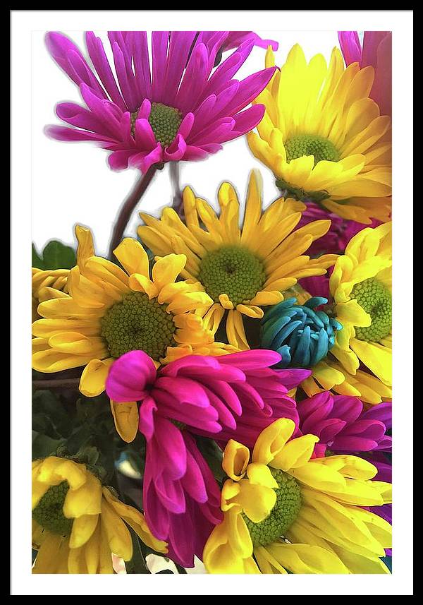 Pink and Yellow Daisies - Framed Print