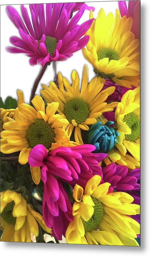 Pink and Yellow Daisies - Metal Print