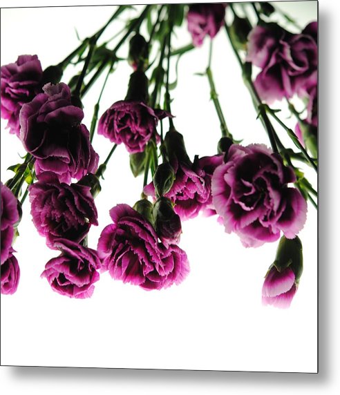 Pink Carnations on White - Metal Print
