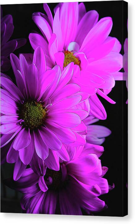 Pink Daisies - Canvas Print