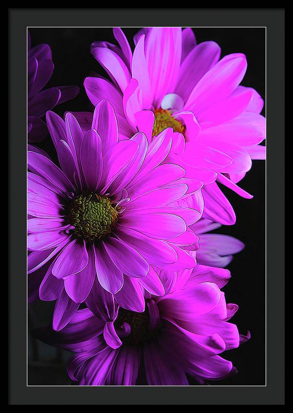 Pink Daisies - Framed Print
