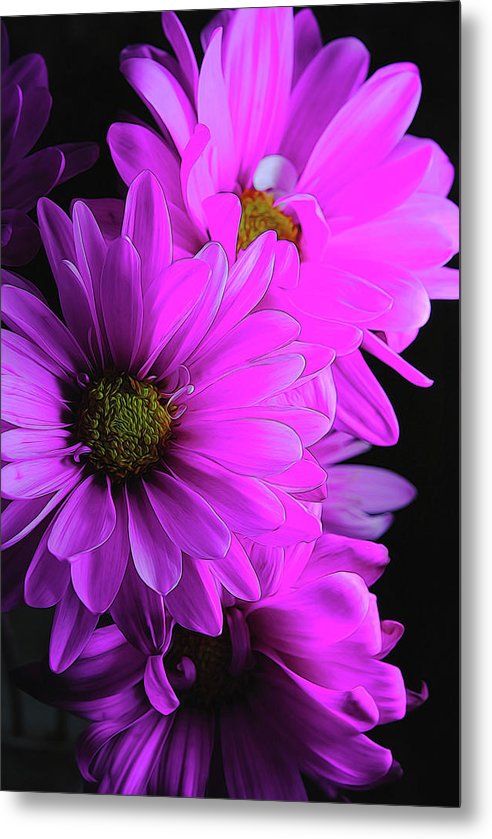 Pink Daisies - Metal Print