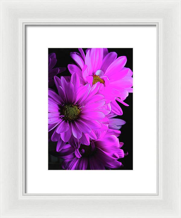 Pink Daisies - Framed Print