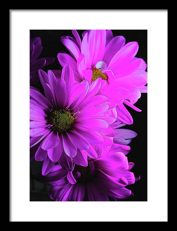 Pink Daisies - Framed Print