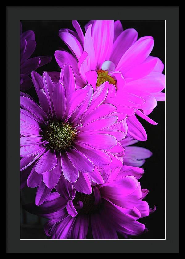 Pink Daisies - Framed Print
