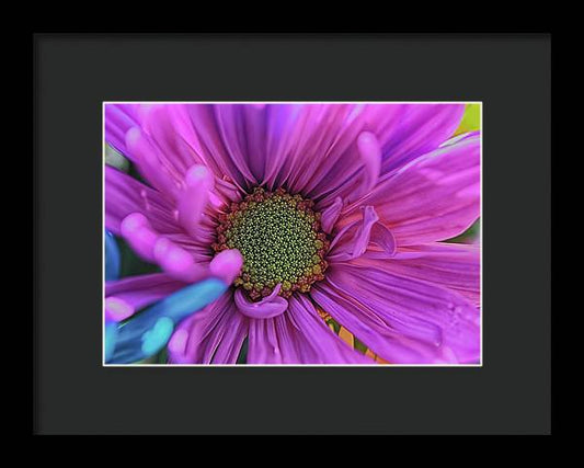 Pink Daisy Flower - Framed Print