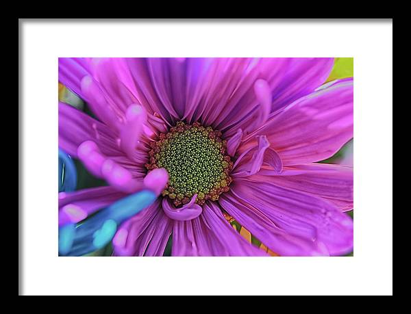 Pink Daisy Flower - Framed Print