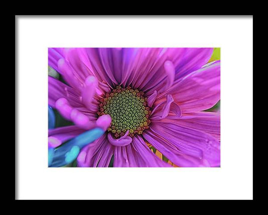 Pink Daisy Flower - Framed Print