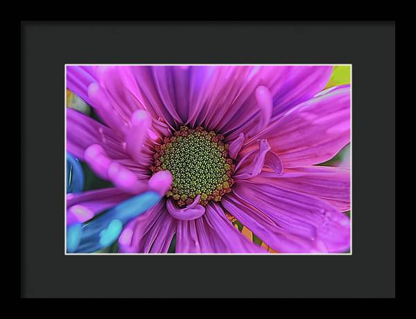 Pink Daisy Flower - Framed Print