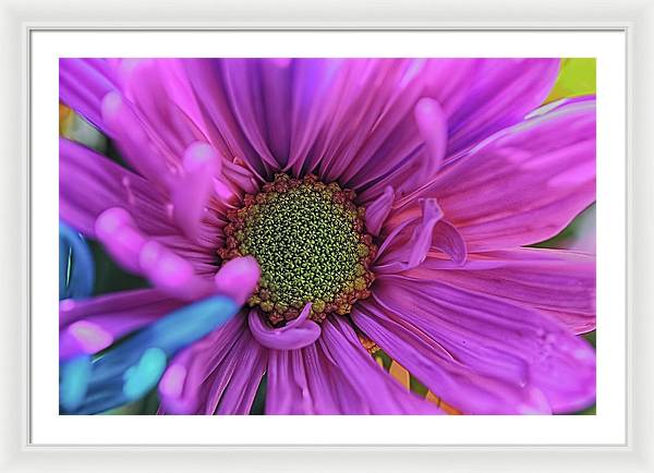 Pink Daisy Flower - Framed Print