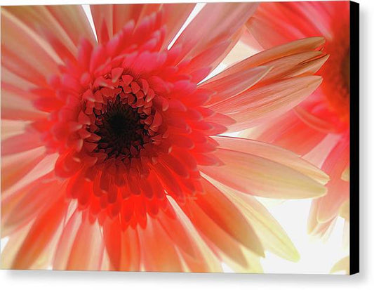 Pink Daisy On Light - Canvas Print