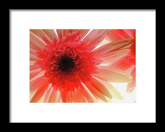 Pink Daisy On Light - Framed Print