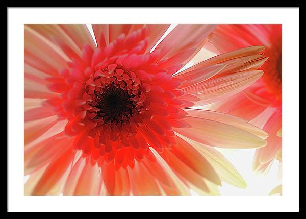 Pink Daisy On Light - Framed Print