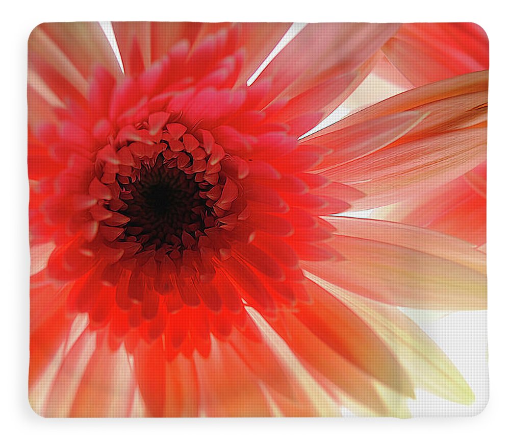 Pink Daisy On Light - Blanket