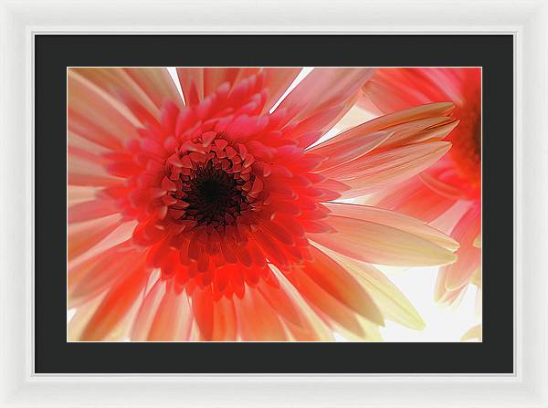 Pink Daisy On Light - Framed Print