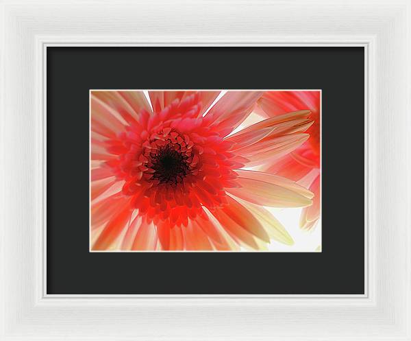 Pink Daisy On Light - Framed Print