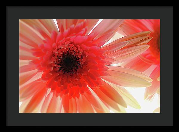 Pink Daisy On Light - Framed Print