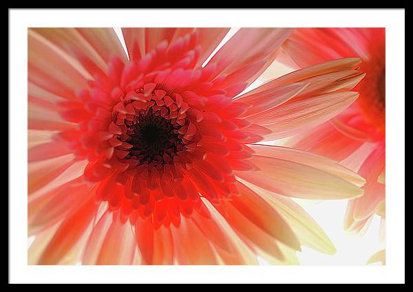 Pink Daisy On Light - Framed Print