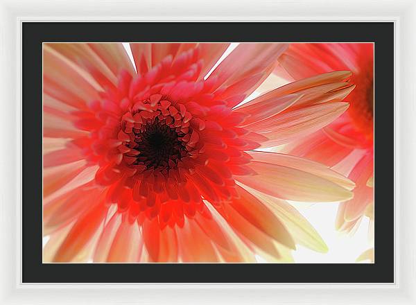 Pink Daisy On Light - Framed Print