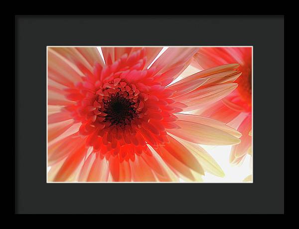 Pink Daisy On Light - Framed Print