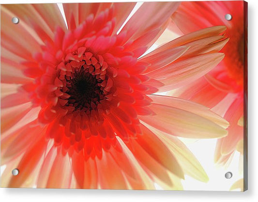 Pink Daisy On Light - Acrylic Print
