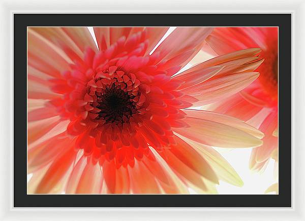 Pink Daisy On Light - Framed Print