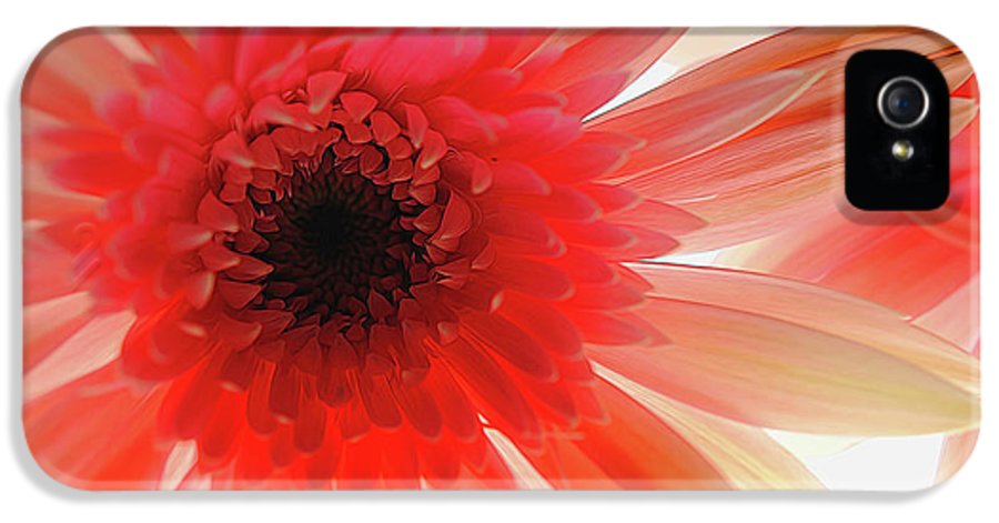 Pink Daisy On Light - Phone Case