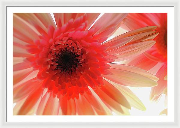 Pink Daisy On Light - Framed Print