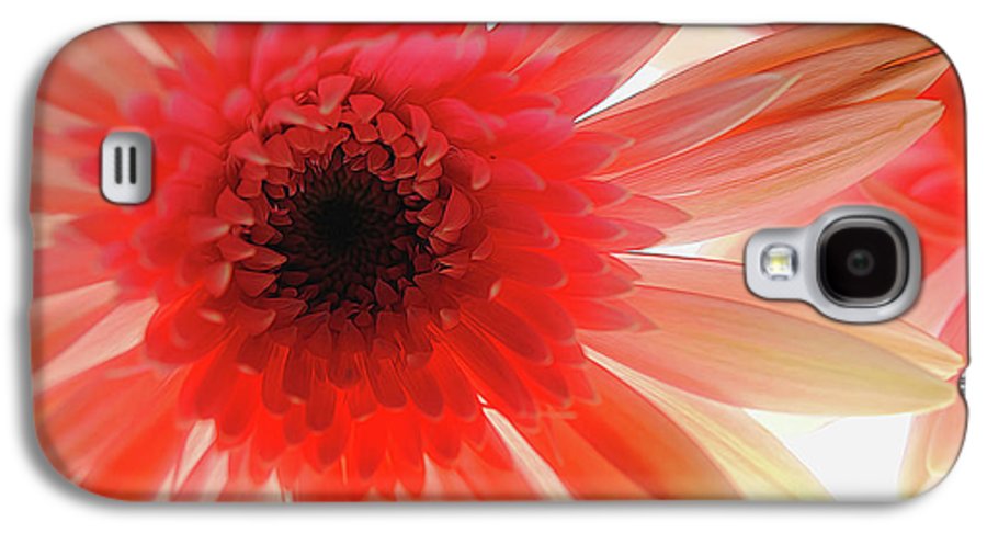 Pink Daisy On Light - Phone Case