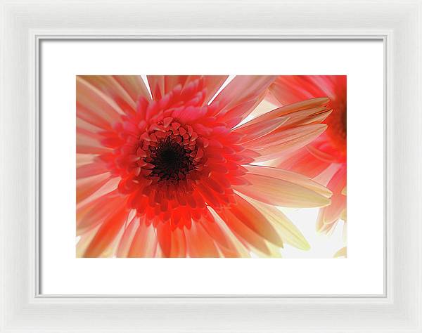 Pink Daisy On Light - Framed Print