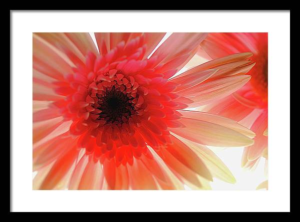 Pink Daisy On Light - Framed Print