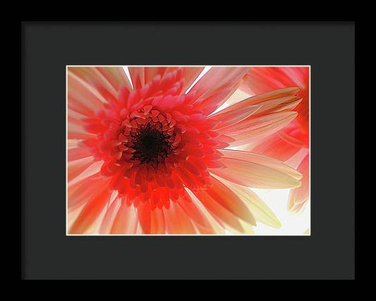 Pink Daisy On Light - Framed Print
