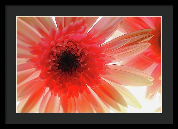 Pink Daisy On Light - Framed Print