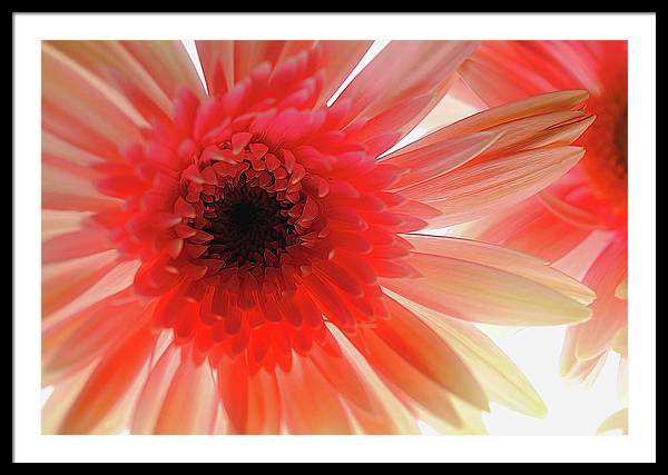 Pink Daisy On Light - Framed Print