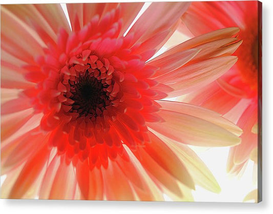Pink Daisy On Light - Acrylic Print